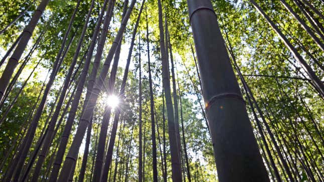 El sol brilla a través de un descanso en un bosque de bambú