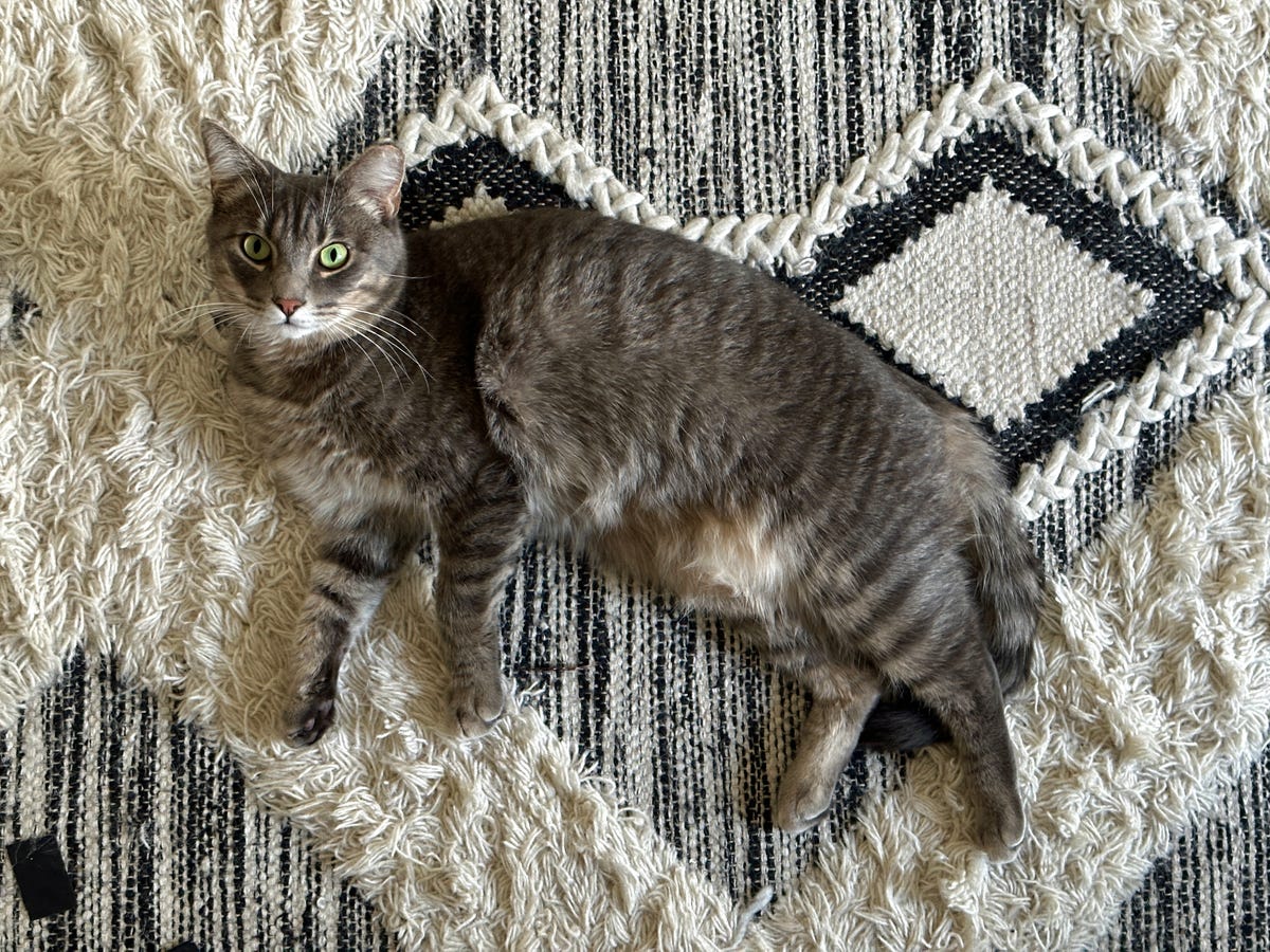 un gato en una alfombra
