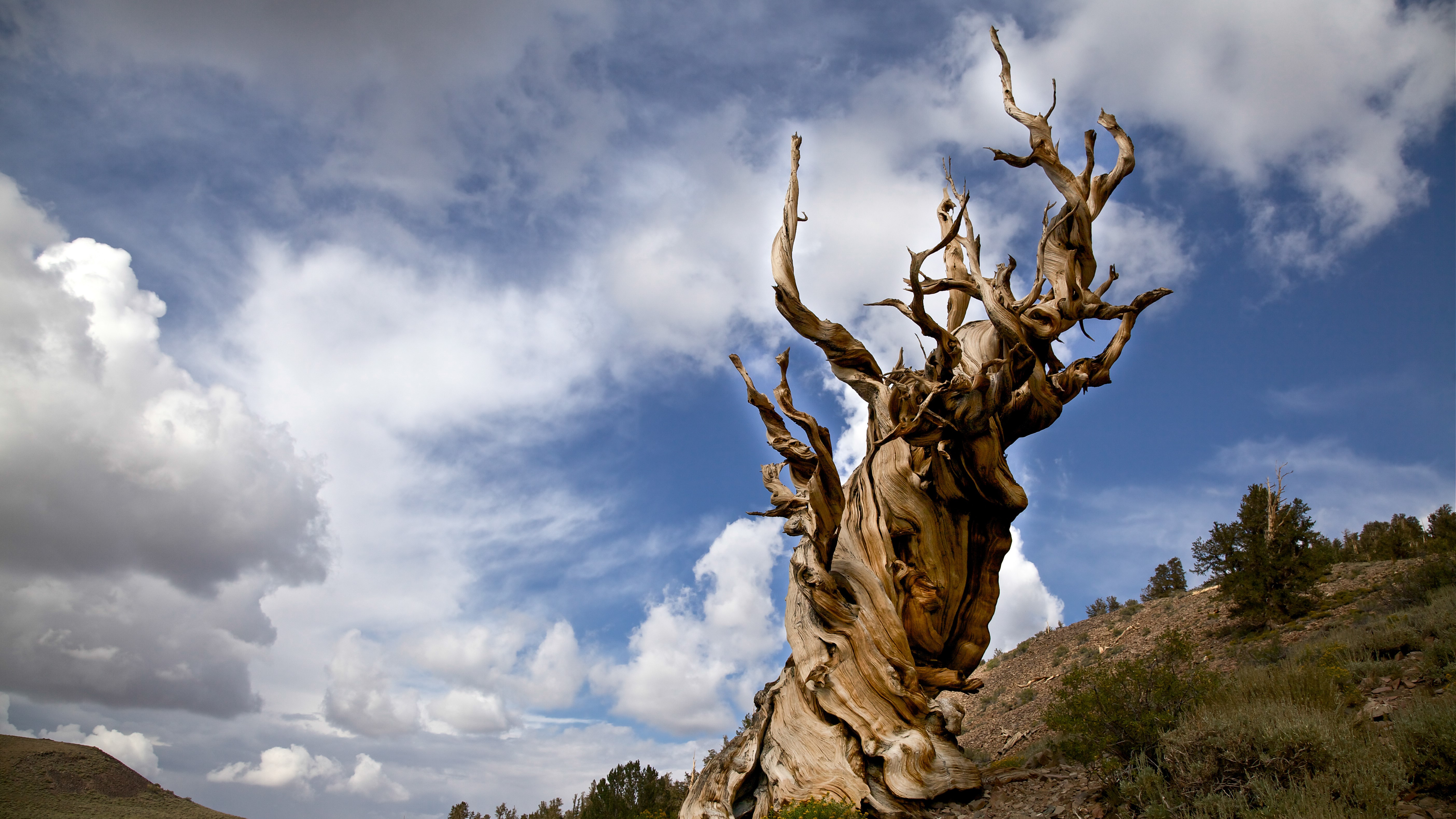 un pino bristlecone con ramas torcidas en las Montañas Blancas de California con un cielo tormentoso detrás