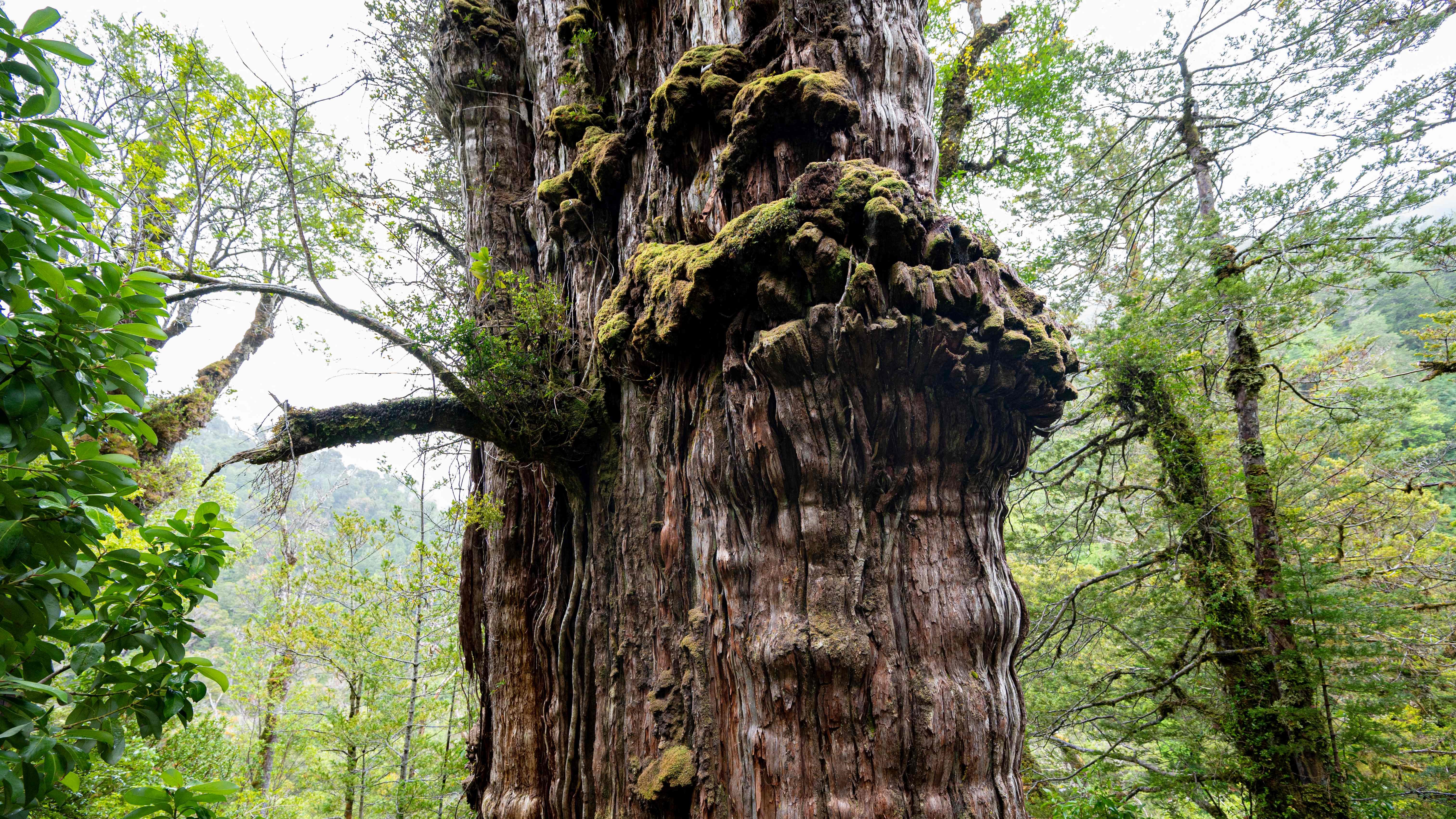 El árbol Alerce Milenario, un enorme árbol de alerce, en un parque nacional boscoso en Chile