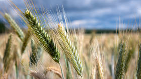 Los países de la UE presionan para ampliar la prohibición del grano ucraniano