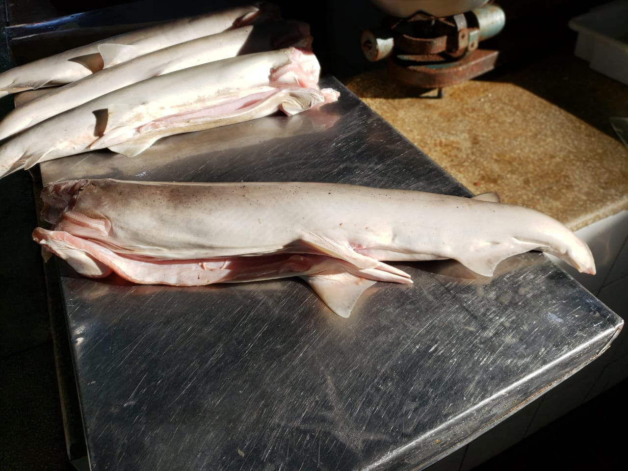 Troncos de tiburones cabeza de bonnet adultos para la venta de carne en el mercado de pescado de Bragança, Brasil