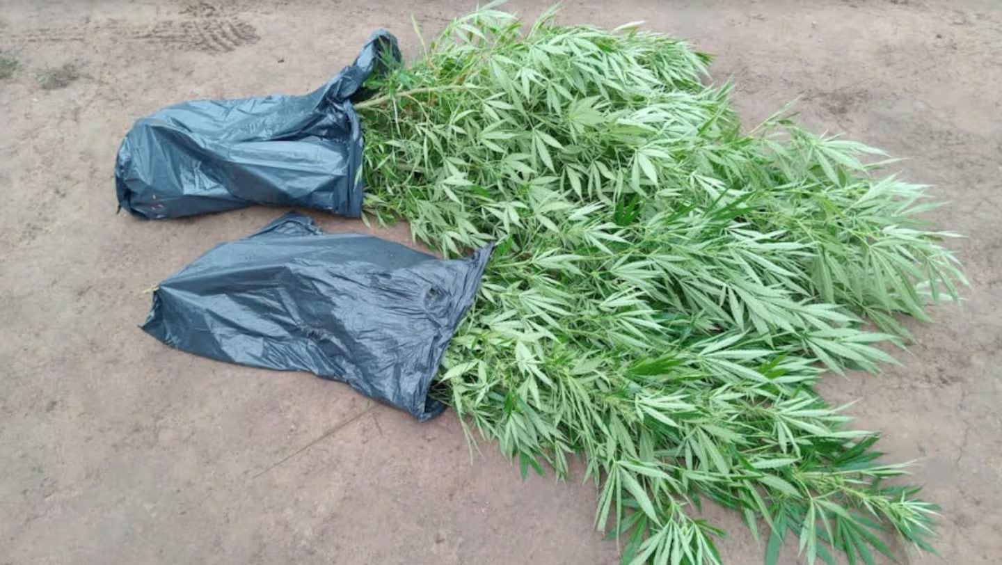 Part of the seized marijuana plants.