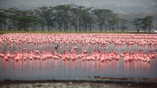 Flamencos en el lago.  Kenia.  África.  Parque Nacional Nakuru.
