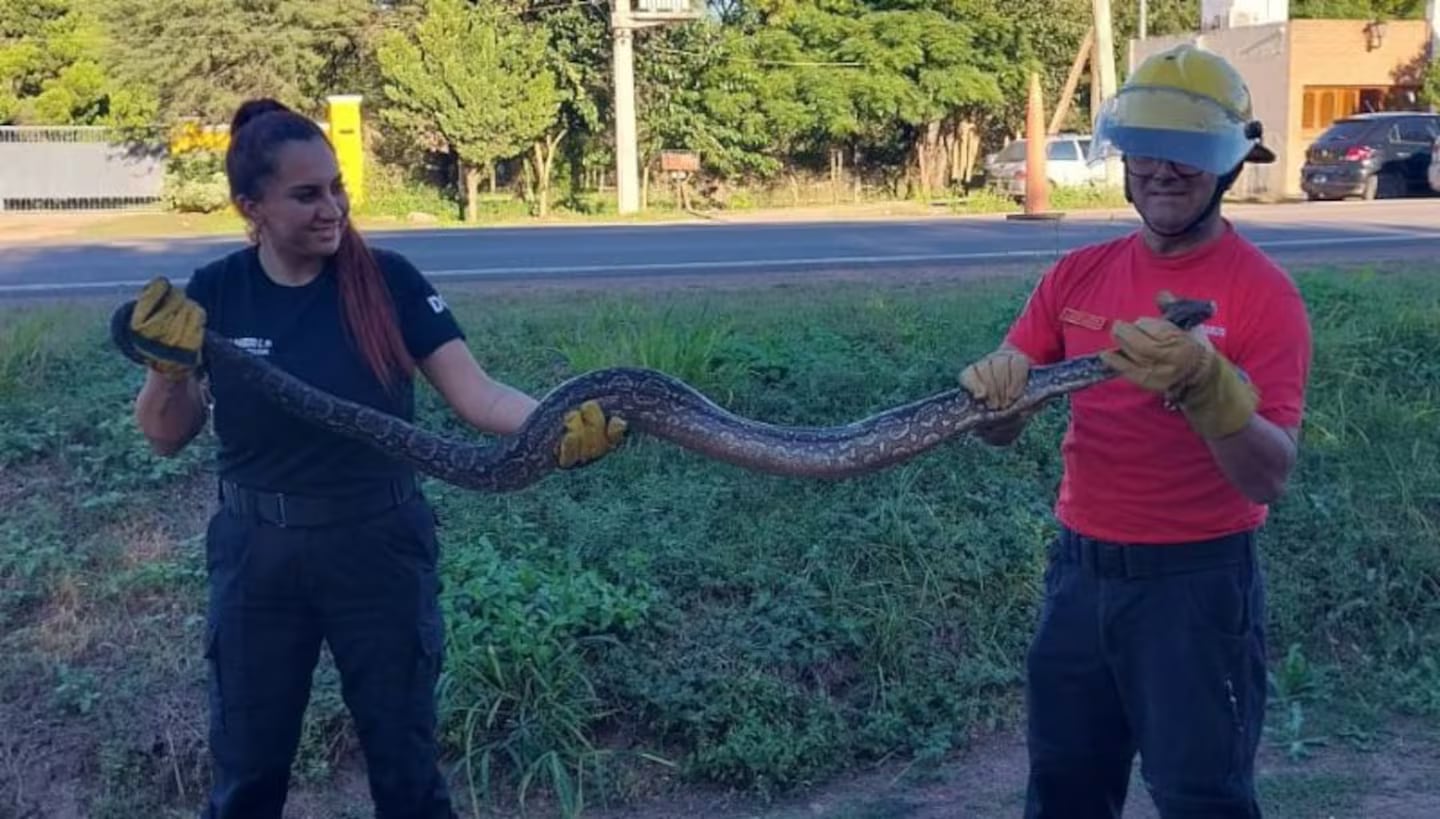 The animal was rescued by Córdoba firefighters.