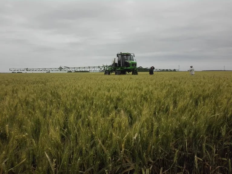 Paula Di Gerónimo, agronomic engineer and regional representative for Stoller, explained that BlueN complements base fertilization by supplying nitrogen synchronously with the crop demand.  (Photo: TN).